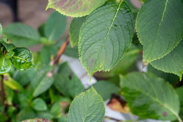 成長している植物のクローズアップショット — ストック写真