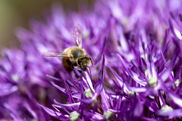 Honey Bee Allium Salt Spring Island Canada — Stock Photo, Image