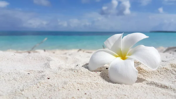 Uma Flor Plumeria Branca Uma Praia Areia — Fotografia de Stock