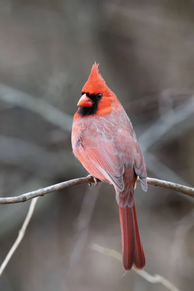 北部男性红衣主教 Cardinalis Cardinalis 栖息在树枝上 背脊清晰 — 图库照片