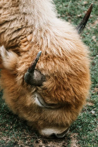 Büffel Fressen Fröhlich Das Gras — Stockfoto