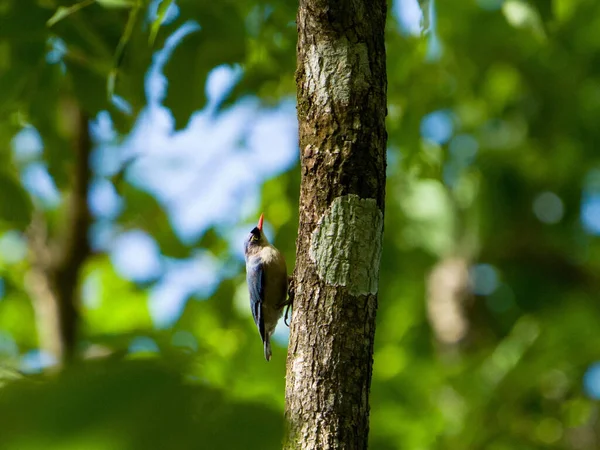 Nome Pássaro Pequeno Nuthatch Frente Aveludada Árvore Escalada Verticalmente Ágil — Fotografia de Stock