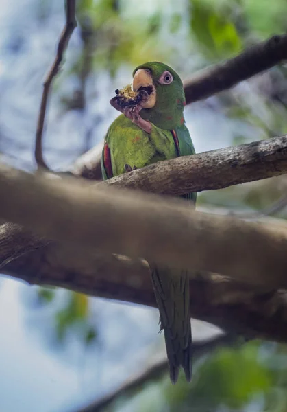 Closeup Vertical Papagaio Periquito Cubano Galho Árvore — Fotografia de Stock