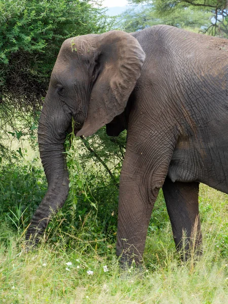 탄자니아 세렝게티 공원의 초원에 아프리카 코끼리의 — 스톡 사진