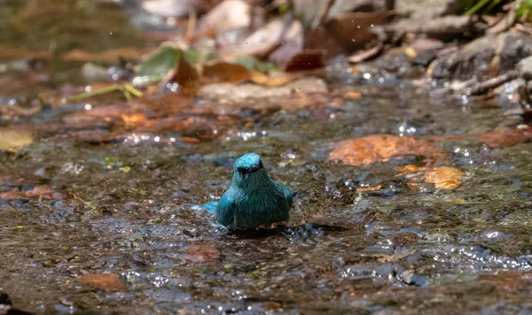 Pássaro Azul Bonito Água — Fotografia de Stock