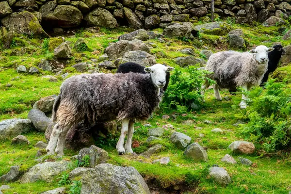 Drôle Mouton Debout Sur Une Colline Très Verte Royaume Uni — Photo