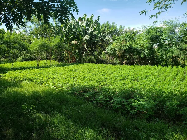 Ein Schöner Blick Auf Einen Kleinen Tropischen Bauerngarten Unter Blauem — Stockfoto