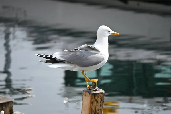 Profile Shot European Herring Gull Resting Wooden Pillar — Stock Photo, Image