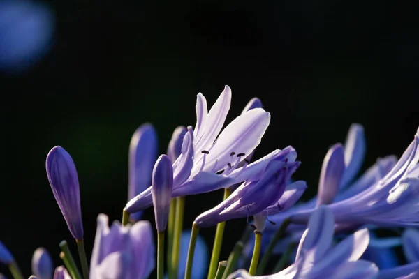 Afrika Zambağı Agapanthus Çiçekleri Tomurcuklarının Koyu Arkaplanlı Yakın Çekimi — Stok fotoğraf