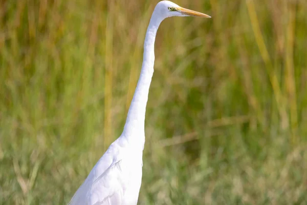 Primo Piano Grande Uccello Bianco Garzato Parco — Foto Stock