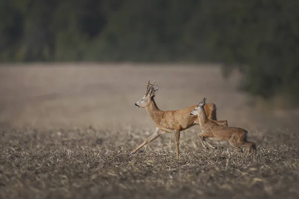 两个鹿在干旱的土地上在模糊的背景下 — 图库照片