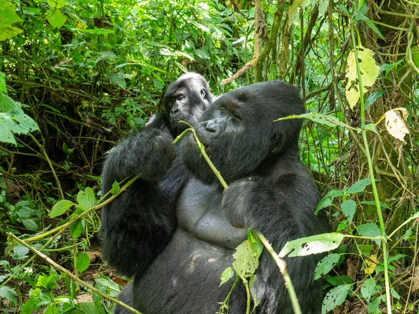 Retrato Gorilas Parque Nacional Virunga Valle Del Rift Albertino Parte — Foto de Stock