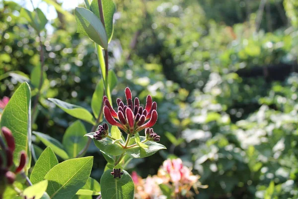 Selective Focus Shot Wild Red Honeysuckle Garden — Stock Photo, Image