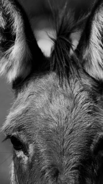 Vertical Portrait Donkey Looking Camera Shot Grayscale — Stock Photo, Image