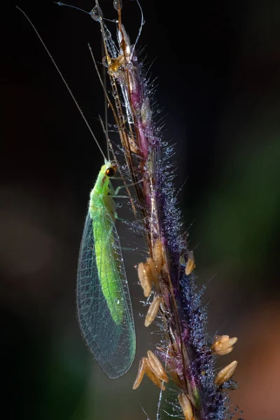 Tüylü Bir Bitki Üzerindeki Yeşil Dantel Kanatlı Böceğin Dikey Yakın — Stok fotoğraf