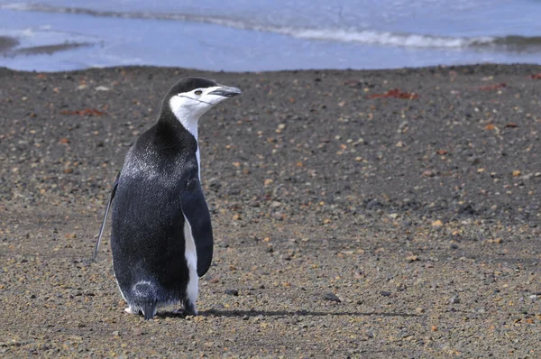 Sahilde Yürüyen Bir Chinstrap Pengueninin Yakın Plan Fotoğrafı — Stok fotoğraf