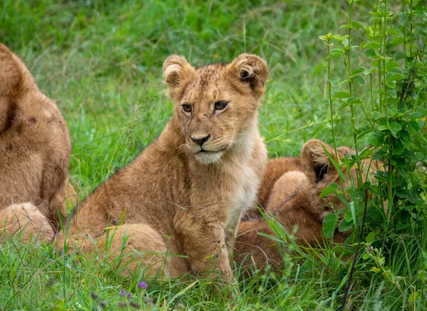 Nahaufnahme Eines Löwenjungen Gras Mit Seinem Stolz Serengeti Nationalpark Tansania — Stockfoto