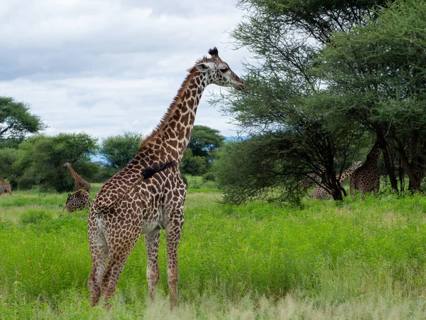 Uma Girafa Adulta Comendo Folhas Topo Uma Árvore Prado Verde — Fotografia de Stock