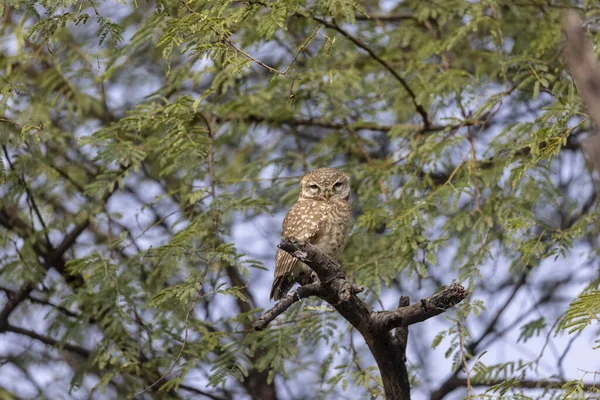 Closeup Shot Spotted Owl Perched Tree Branch — Stock Photo, Image