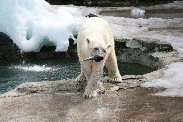 Polar Bear Eating Fish Standing Paved Icy Ground Water Zoo — Stock Photo, Image