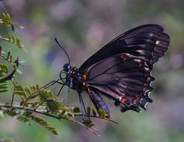 Gros Plan Papillon Noir Sur Une Branche Arbre — Photo