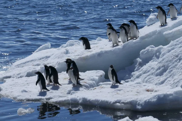 Pingüino Emperador Novato Témpano Hielo — Foto de Stock