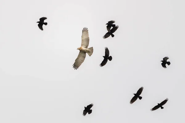 Kısa Burunlu Uçan Yılan Kartalı Circaetus Gallicus Siyah Kartalların Alçak — Stok fotoğraf