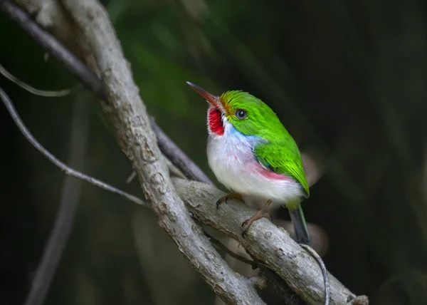 Gros Plan Mignon Oiseau Cubain Sur Une Branche Dans Une — Photo