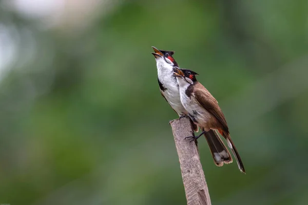 Eine Selektive Fokusaufnahme Von Rotschnurrbart Bulbul Vögeln Auf Einem Holzstamm — Stockfoto