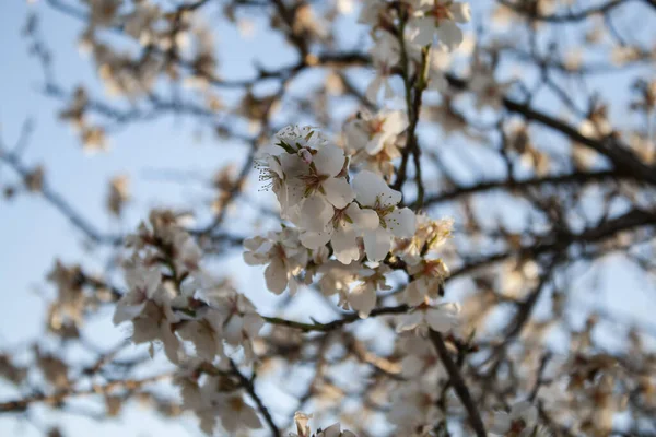 Fleurs Cerisier Blanc Sur Arbre Printemps Croatie — Photo