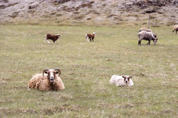 Owce Odpoczywają Pasą Się Pastwisku Islandia — Zdjęcie stockowe