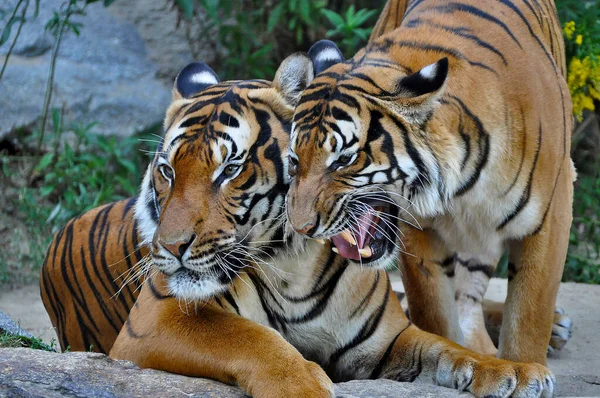 Пара Бенгальских Тигров Проводящих Время Клетке Зоопарка — стоковое фото