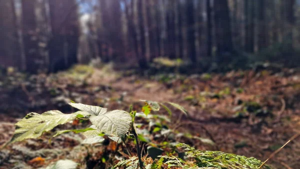 森の小道に茂みの葉のクローズアップ背景 — ストック写真