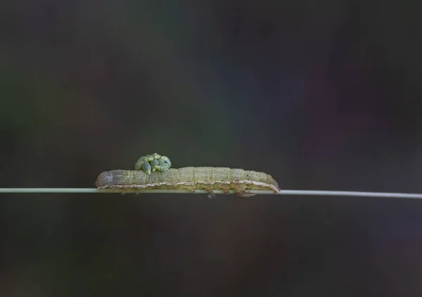 Een Close Van Een Rups Met Wespenlarven — Stockfoto