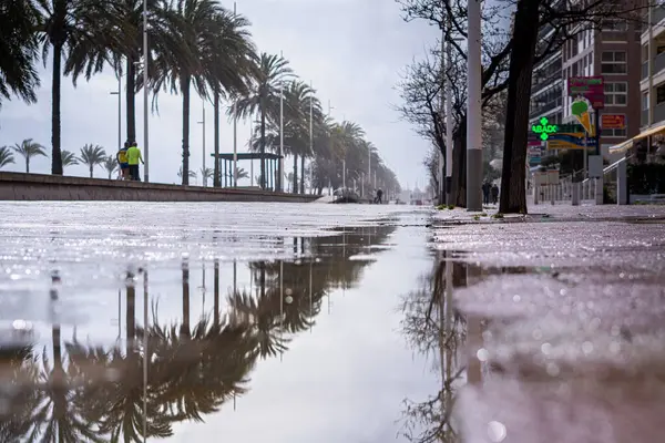 Een Lage Hoek Opname Van Een Plas Reflecterende Palmbomen Buiten — Stockfoto