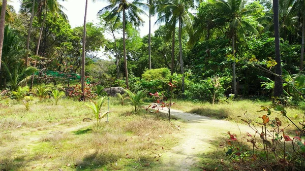 Sifat Pulau Surga Dengan Pohon Dan Tanaman Tropis Maladewa — Stok Foto