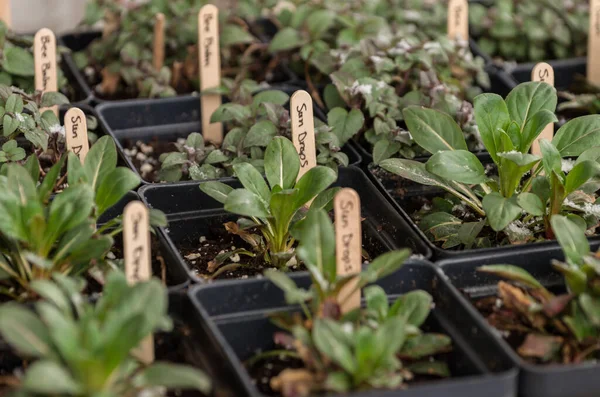 Gros Plan Des Gouttes Soleil Nouvellement Plantées Cresson Thale Dans — Photo