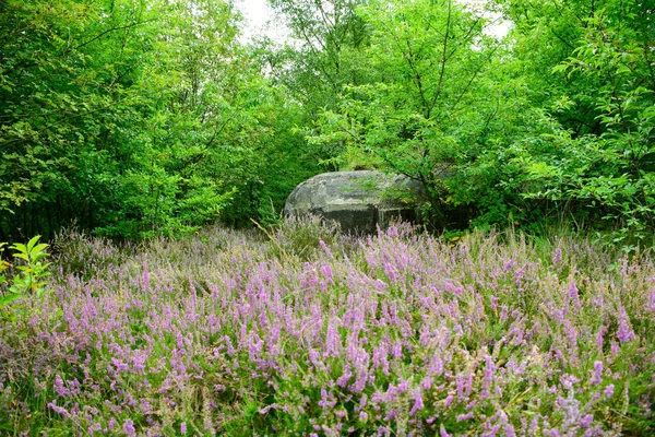 Green Meadow Lythrum Salicaria Purple Loosestrife Bunker Background — Stock Photo, Image