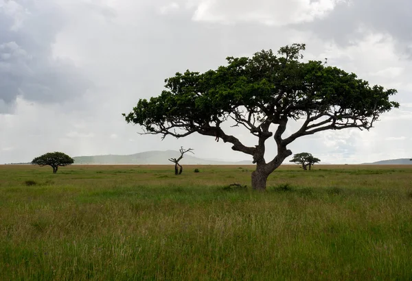 Piękny Krajobraz Zielonej Łąki Drzewami Parku Narodowym Serengeti Tanzania — Zdjęcie stockowe