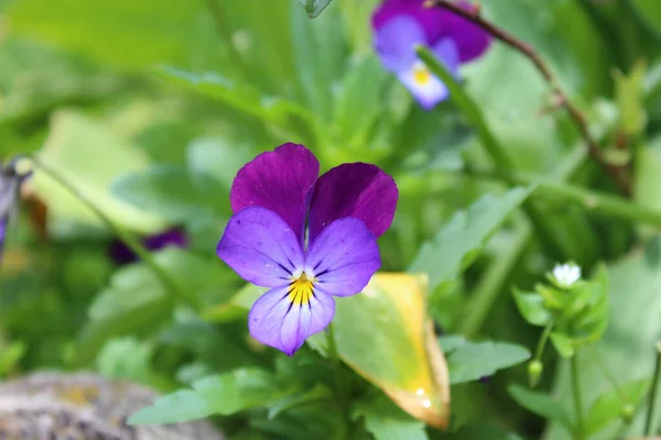 在花园的边缘上 一朵叫Pansy 紫色和黄色的花 — 图库照片