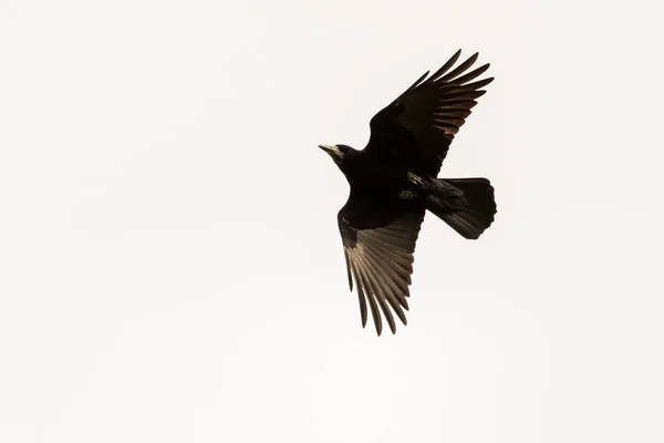 Angle Bas Oiseau Corbeau Corvus Corax Volant Sur Ciel Blanc — Photo