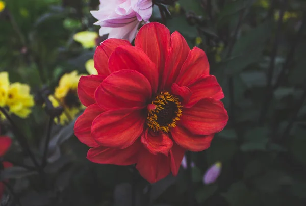 Güzel Kırmızı Dahila Çiçeğinin Yakın Çekimi — Stok fotoğraf