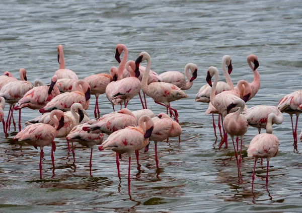 タンザニアのセレンゲティ国立公園の湖のフラミンゴのグループ — ストック写真