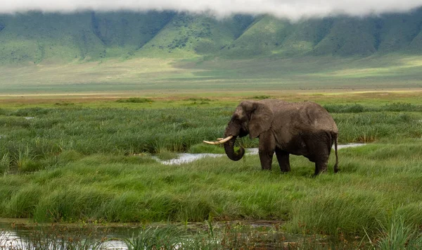 Adult African Elephant Green Meadow Serengeti National Park Tanzania — Stock Photo, Image