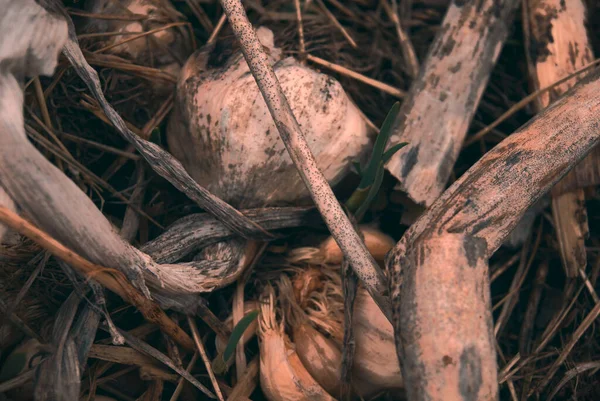 ภาพใกล ดของรากกระเท ยมท กในบ านในกองป ยหม — ภาพถ่ายสต็อก