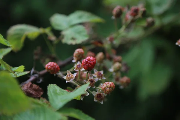 Ein Zweig Frischer Reifer Himbeeren Auf Verschwommenem Grünem Hintergrund — Stockfoto