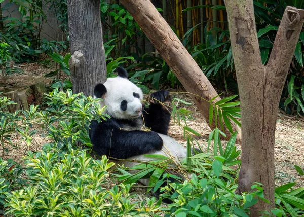 Egy Panda Rágólevél Szingapúri Állatkertben — Stock Fotó