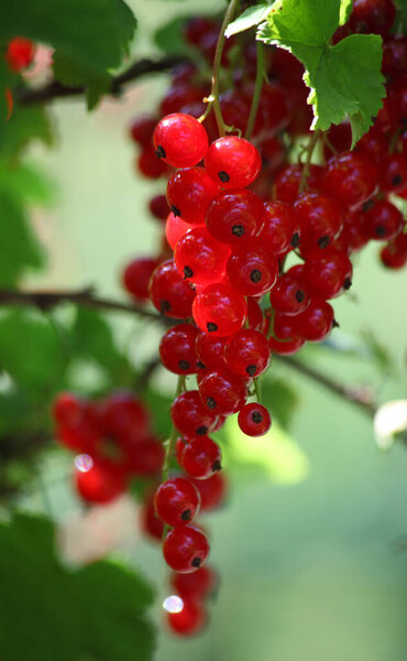 A vertical closeup shot of red currant bush