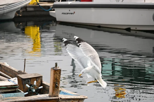 Una Gaviota Europea Movimiento Con Alas Extendidas — Foto de Stock