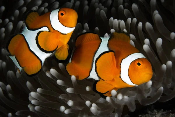 Sebuah Gambar Closeup Ikan Badut Berenang Sekitar Terumbu Karang Great — Stok Foto